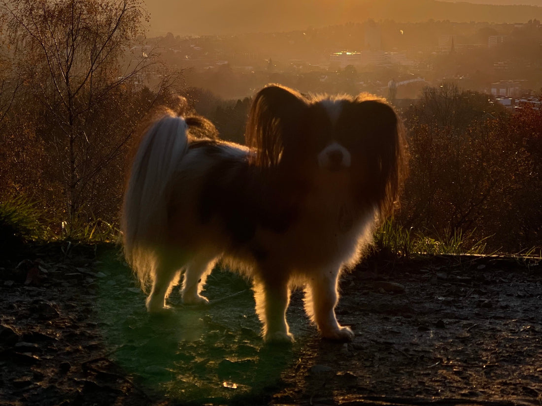My dog has a heart murmur - what happens next?